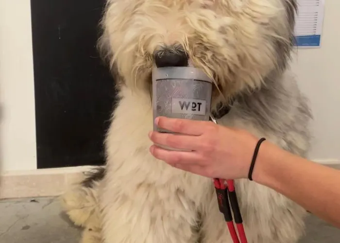 Wot Nomad Social Albergue