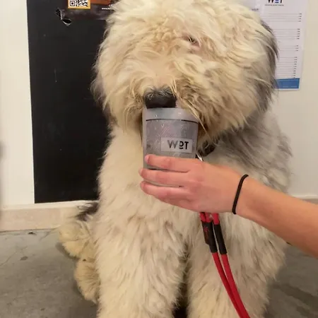 Wot Nomad Social ホステル